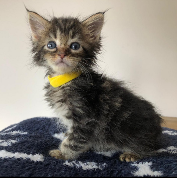 maine coon kittens for sale $450