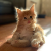 maine coon kittens for sale ohio