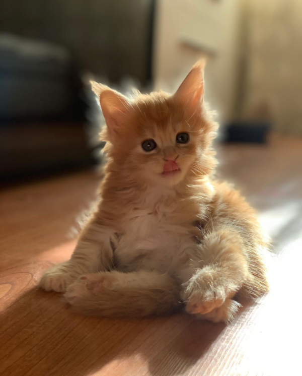 maine coon kittens for sale ohio