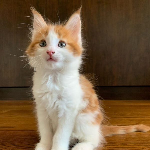 maine coon kittens for sale $300